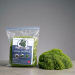 artistic design moss sponge greenery